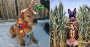 12 Foto divertenti sulle azioni bizzarre dei cani