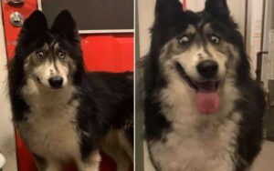 Cucciolo di Husky rifiutato da un allevatore per la sua faccia stramba e dell’aspetto divertente