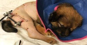 Cucciolo di cane piccolo e ferito mi ha guarito quando ne avevo più bisogno