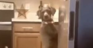 Cane impegnato in cucina viene distratto dalla proprietaria (VIDEO)