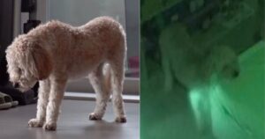 Cucciolo di cane traumatizzato dorme solo in piedi per paura di essere abbandonato (VIDEO)