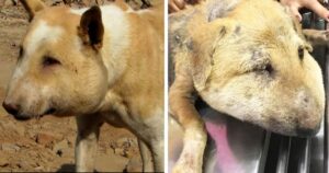 La gente rideva di lui perché somigliava a un “maiale”, solo lui sapeva il dolore  che provava