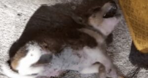Il cucciolo di cane affamato, si calma mentre viene tenuto in braccio per la prima volta nella sua vita