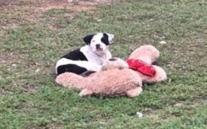 Cucciolo di cane randagio viveva solo con un orsacchiotto ora ha una vera famiglia