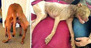 Cucciolo di cane a cui hanno rotto le ossa