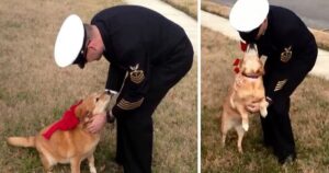 Cucciolo di cane con il cancro vive abbastanza a lungo per rivedere suo padre