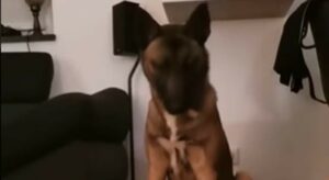 Un cane si spaventa a causa di uno scherzo architettato dal suo proprietario (VIDEO)