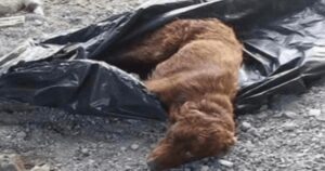 Cucciolo di cane legato nel sacco della spazzatura salvato appena in tempo