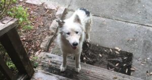 Cucciolo di cane abbandonato vagava per le strade ha cercato riparo dalla tempesta