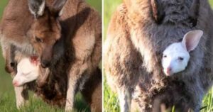 Cucciolo di canguro bianco estremamente raro nato nell’Australian Wildlife Sanctuary