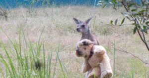 Cucciolo di canguro orfano abbraccia il suo orsacchiotto e lo tratta come un amico vero