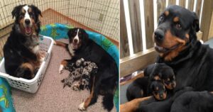 15 Foto di adorabili genitori cani orgogliosi con i loro cuccioli appena nati