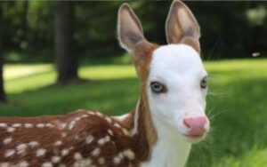 Cucciolo di cerbiatto dalla faccia bianca rifiutato dalla mamma alla nascita