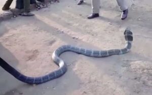 Cobra reale è un animale molto schivo, per la forte siccità entra nel villaggio alla ricerca di acqua