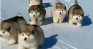 Dei cuccioli di Alaskan Malamute si divertono sulla neve e corrono (VIDEO)