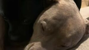 I cuccioli di Pitbull Ali e Sen si proteggono o confortano in un modo dolcissimo (VIDEO)