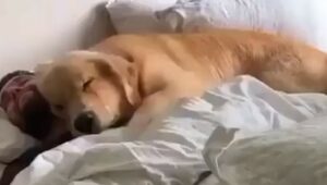 Cucciolo Golden Retriever dà il buon giorno al suo proprietario (VIDEO)