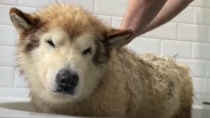 Cucciolo Husky decide di fare il bagno perché la sorellina lo ha convinto (VIDEO)