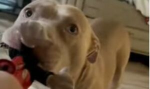 Un cucciolo di Pitbull si impegna a distruggere un pupazzo di Topolino (VIDEO)