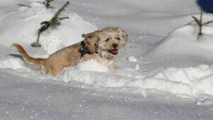 Il cucciolo di cane Frankie vede e gioca con la neve per la prima volta (VIDEO)