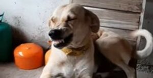Cucciolo di cane sorride quando il proprietario gli chiede di alzarsi (VIDEO)