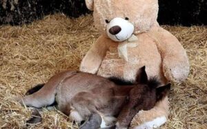 Cucciolo di puledro rifiutato dalla madre ha trovato conforto in un orsacchiotto
