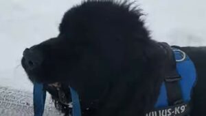 Cucciolone di cane nero adora passeggiare sulla neve con i proprietari (VIDEO)
