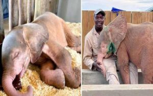 Cucciolo di elefante albino raro salvato della trappola del bracconiere dopo 4 giorni
