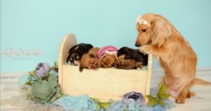 Un fantastico servizio fotografico di maternità di una cagnolina