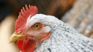 Una gallina preoccupata salva una sua amica rinchiusa dal proprietario (VIDEO)