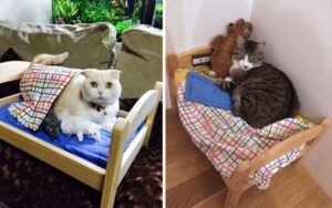 Avete mai pensato a come poter realizzare dei letti per i vostri gatti?