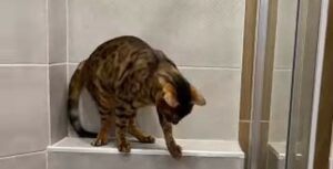 Gattino del Bengala fa cadere tutti gli oggetti che trova in bagno (VIDEO)