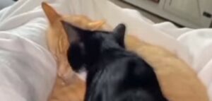 Gattino nero affettuoso abbraccia dolcemente l’atro gatto di casa (VIDEO)