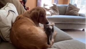 Gattino piccolo si allontana dalla proprietaria per andare dal cagnolone (VIDEO)