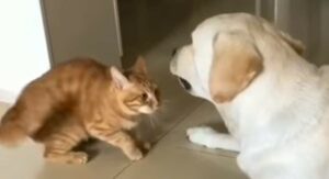 Un gattino prova a giocare con il suo amico cane ma non ci riesce (VIDEO)