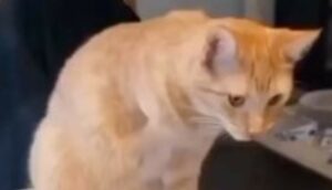 Gattino si spaventa a causa del rumore che emette il tostapane (VIDEO)