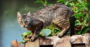 10 curiosità dei gatti maschi