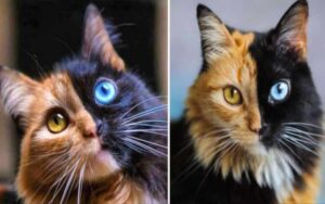 Chimera la gattina bellissima con due facce