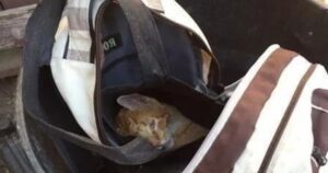 gattino trovato dentro uno zaino viene salvato