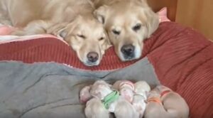 Genitori Golden Retriever osservano i propri cuccioli con estremo amore (VIDEO)