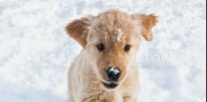 Golden Retriever cucciolo si diverte a giocare con la neve per la prima volta (VIDEO)