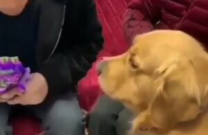 Golden Retriever si arrabbia perché l’uomo tratta male la nonnina (VIDEO)