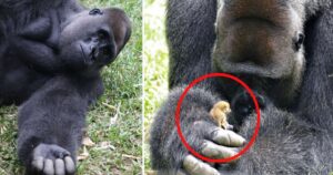 Un enorme gorilla ha stretto amicizia con un piccolo cucciolo di Galago