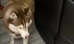 Husky fa teneri agguati al suo piccolo fratellino umano (VIDEO)