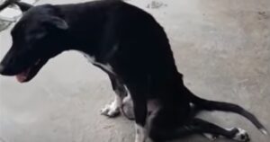 Tentativo di salvare il povero cane, di cui si vedeva ogni singolo osso sotto la pelle sottile