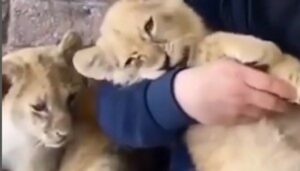 Leoncini adorano le coccole che gli fa l’uomo che si trova con loro (VIDEO)