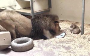 Cucciolo di leone incontra il suo maestoso papà per la prima volta (VIDEO)