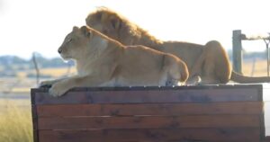 Dopo 8 anni in una gabbia, i leoni del circo salvati toccano l’erba per la prima volta