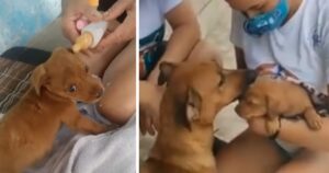 Cagnolina angosciata piange con gli estranei per salvare il suo cucciolo