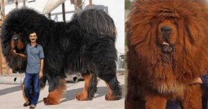 Questo è il cane più costoso della terra